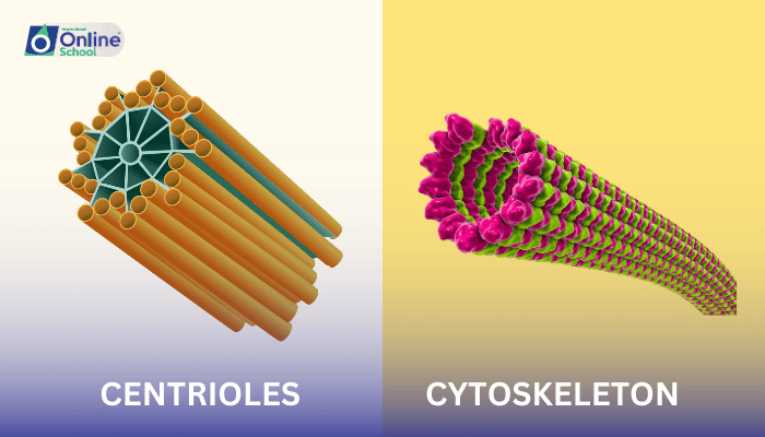 Lesson 13: Centrioles and Cytoskeleton